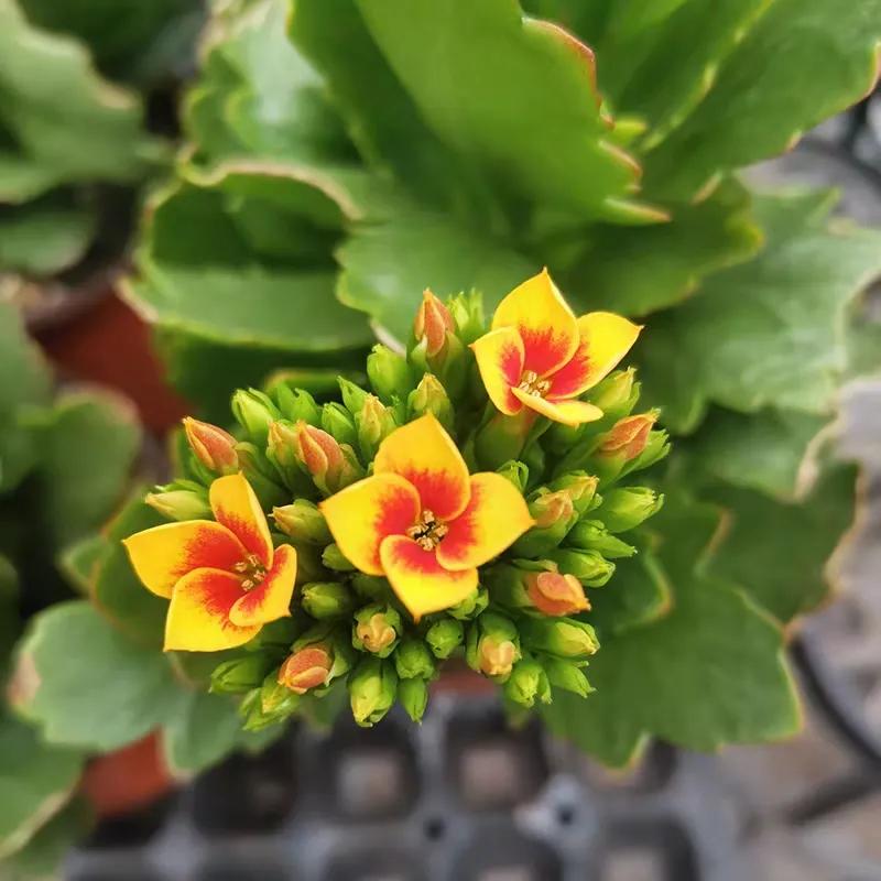 单瓣长寿花品种大全图,长寿花单瓣最好看的品种