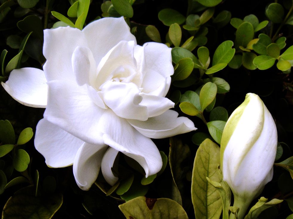 栀子花叶片发黄解决方法,栀子花叶片发黄怎么补救