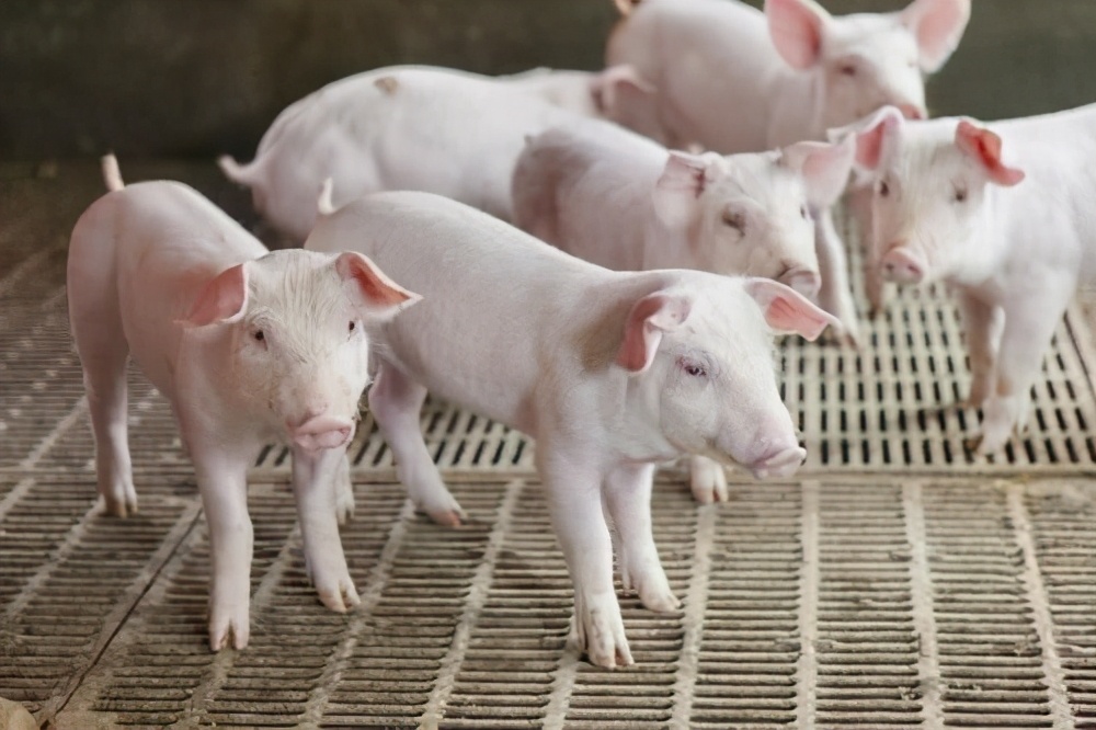 猪场呼吸道病反复怎么回事,最近猪场猪病如何