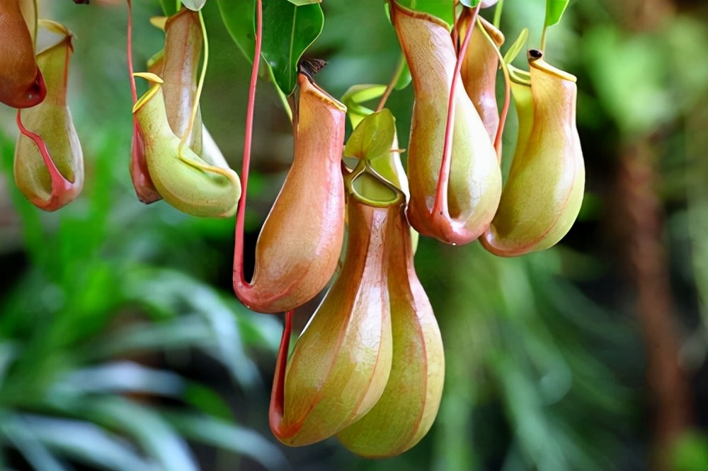 花卉绿植种植大全,温室常见的花卉