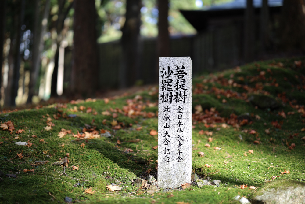 佳能50mmf1.2测评,ef50mmf1.2值得入手吗