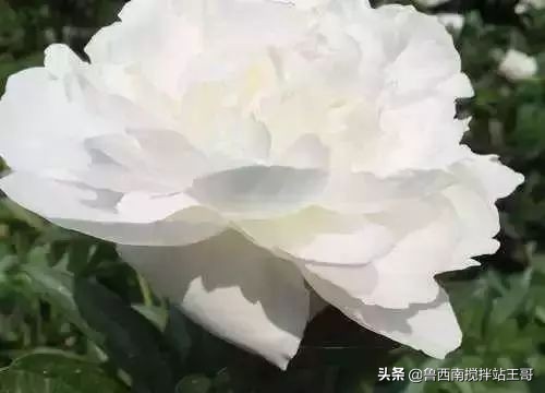 牡丹十大品种九大花系,牡丹进口品种图片及名称