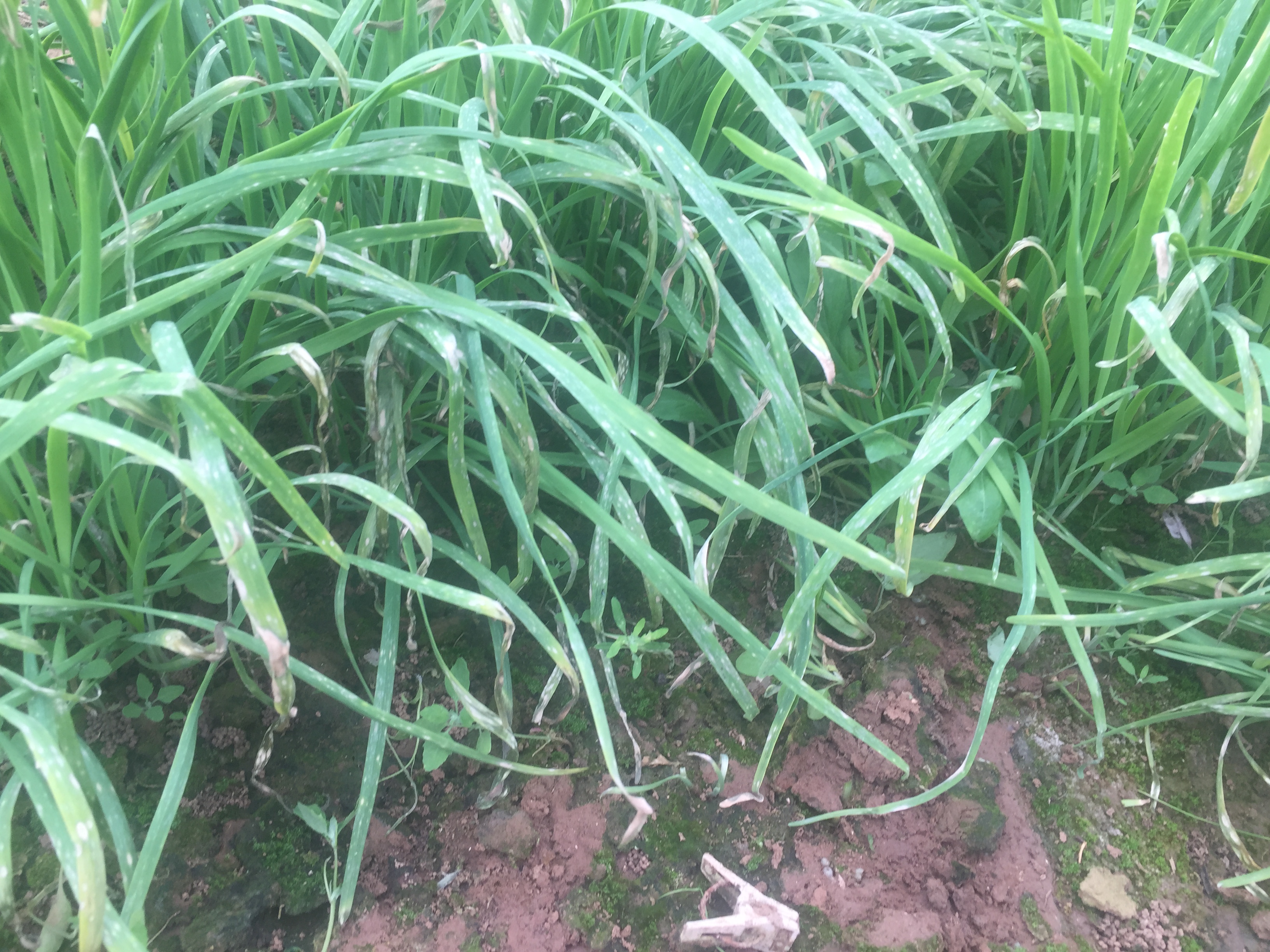 大棚长绿苔解决办法,大棚土壤发绿怎么办