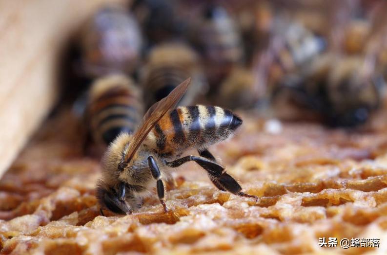 中蜂蜂王身上大蜂螨,中蜂原生虫病