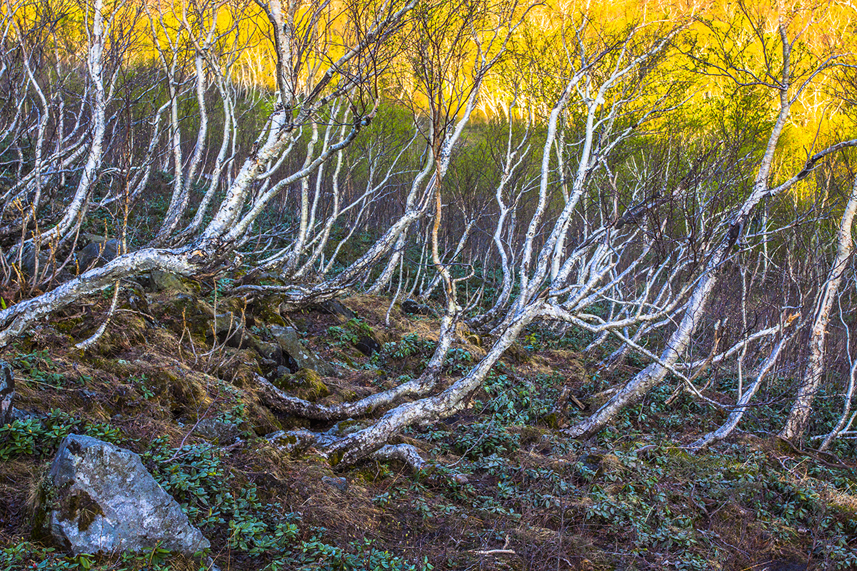 东北地区海拔最高的几座山峰,东北十大最高的山