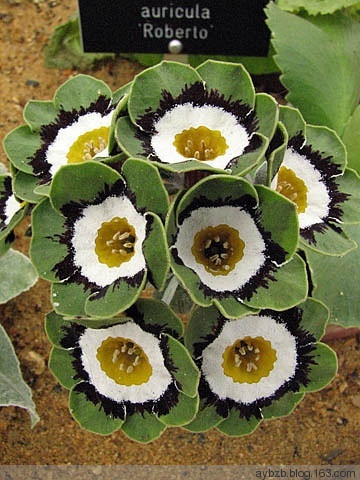 最好记的花名大全,很难得一见的花