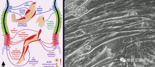 在未来，再生医学能够对我们身体“零件”进行直接的更换？