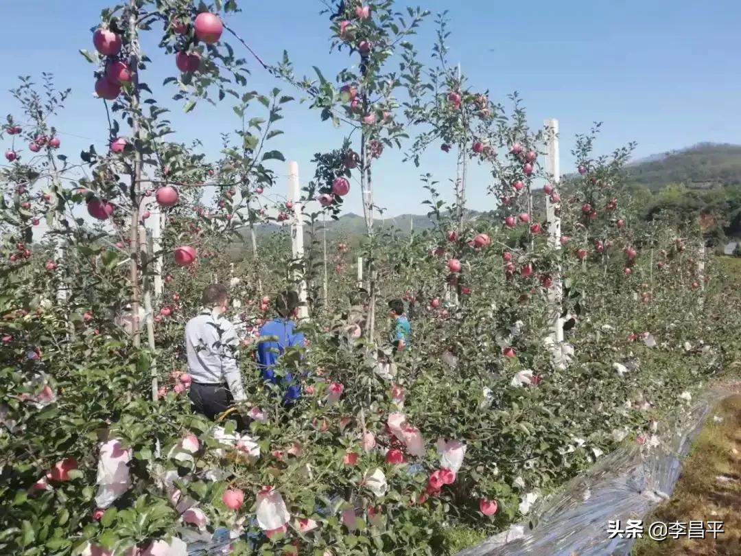 罗家村股份经济合作社,灵宝市罗家河果品专业合作社