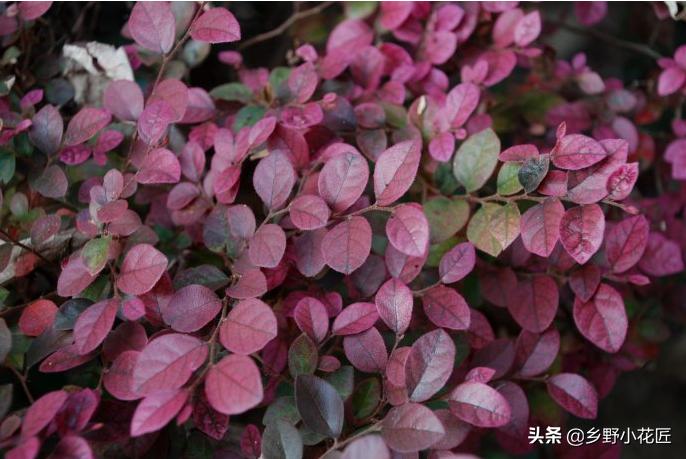 红花檵木花期是什么时候,红花檵木最佳观赏期