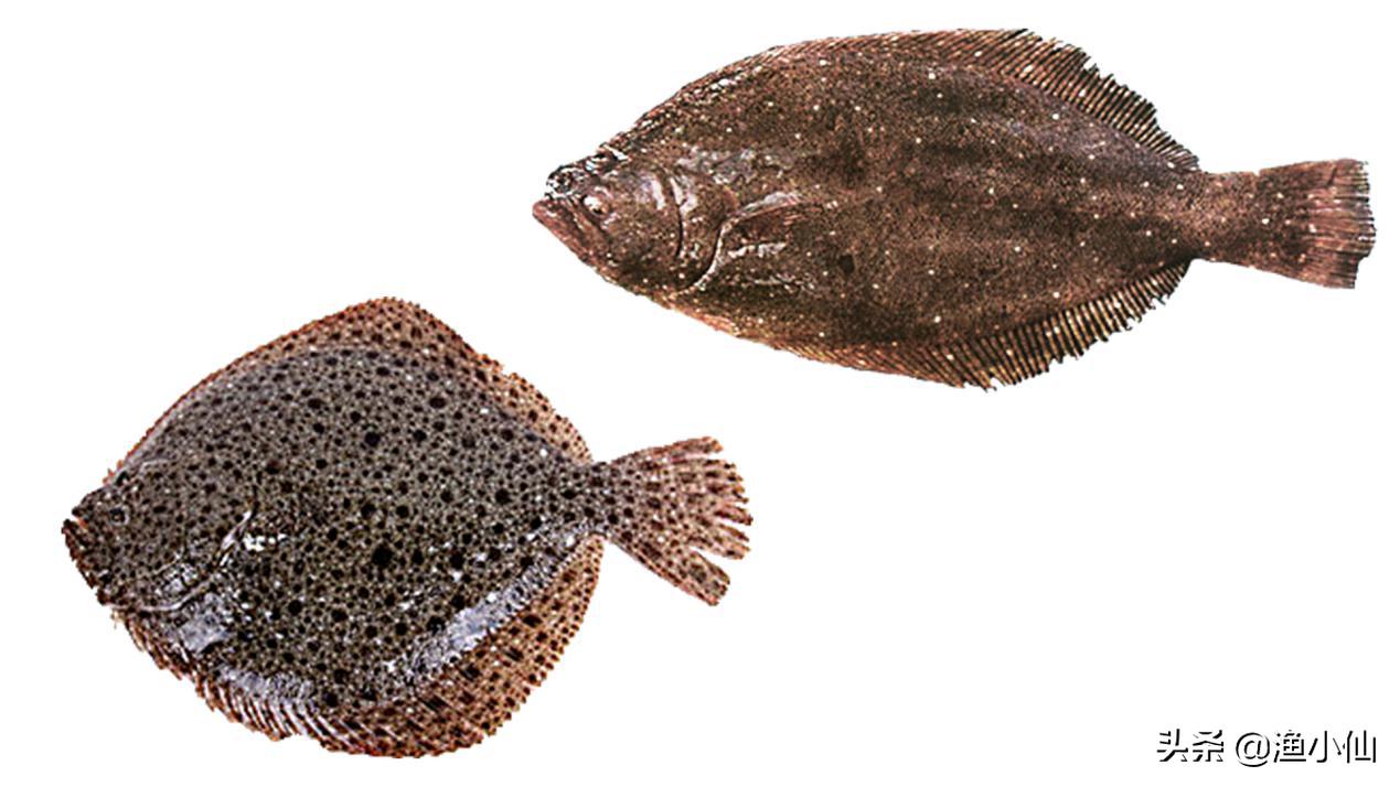 这“两兄弟”长得太像了，你在市场见到的多宝鱼未必是真的