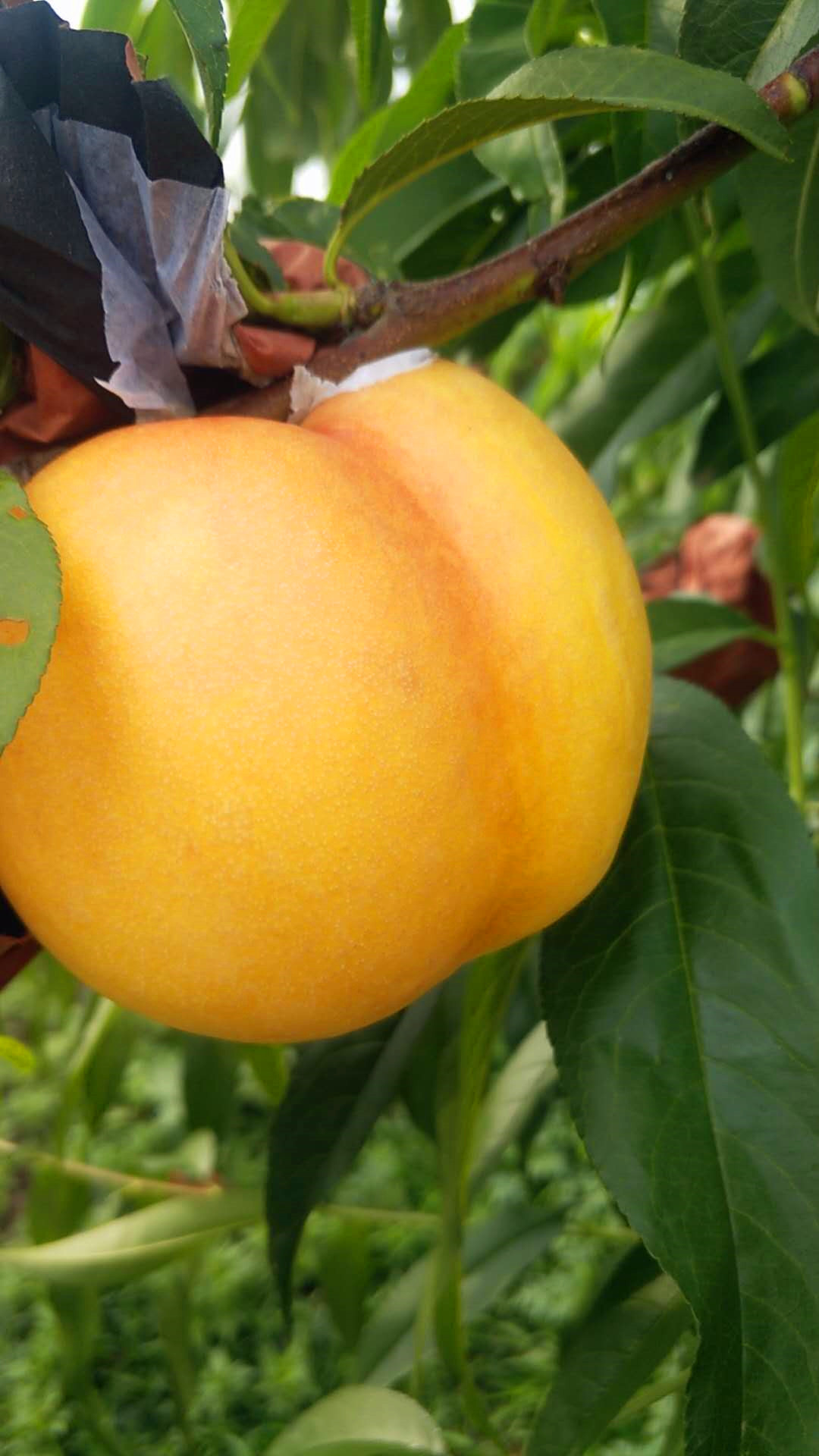 沂水黄金桃哪里最多,山东省沂水县黄桃