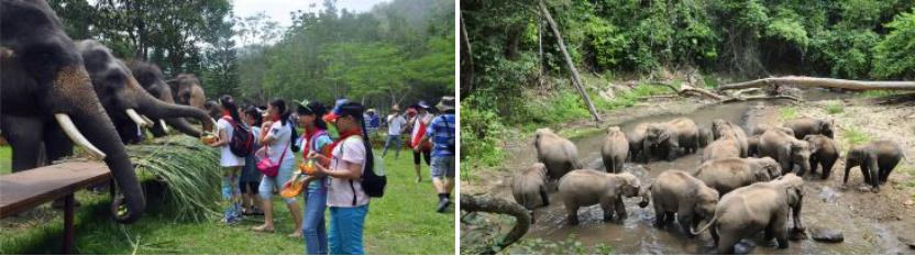 西双版纳原始森林门票,西双版纳所有景点门票一览表