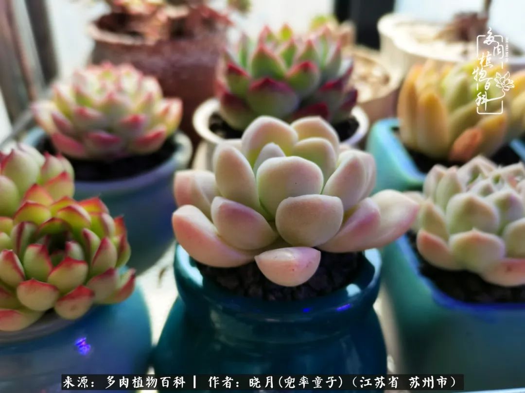 六年时间环游22个国家,却被多肉小萌物征服