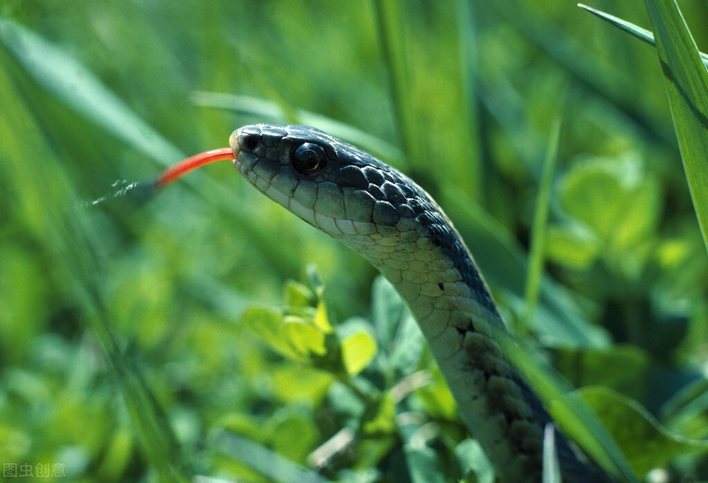 青蛙蜈蚣蛇三种动物哪个厉害,为什么蜘蛛比螃蟹可怕