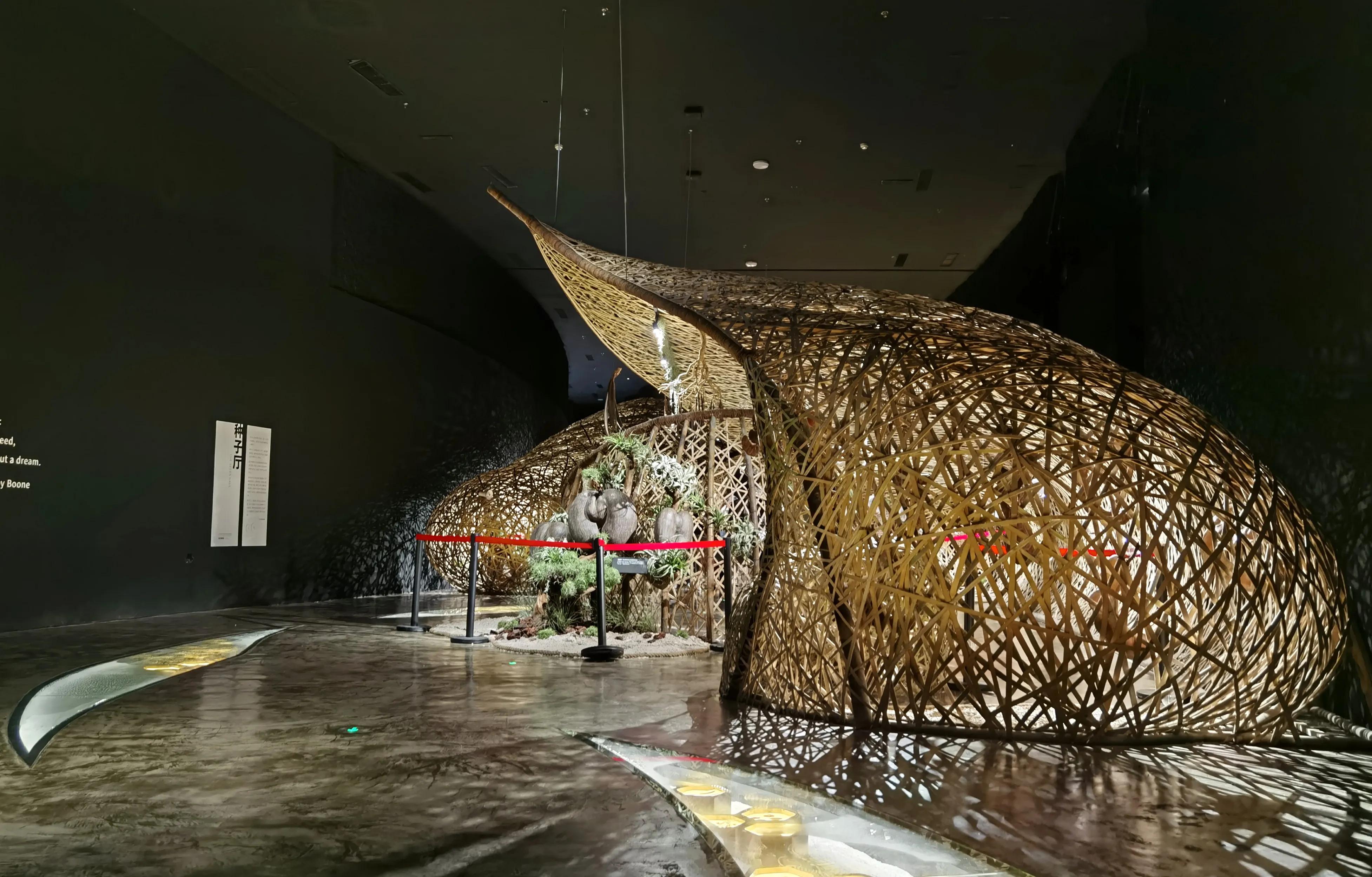 关于崇明花博会,崇明花博会全程花景