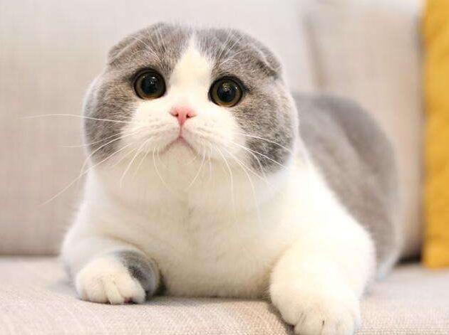 猫咪中毒怎么处理最好,猫咪中毒了在家怎么治