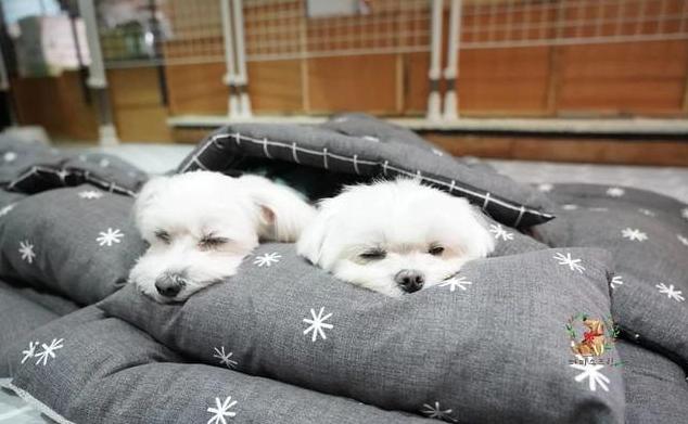 狗狗做梦时的表现你见过几种,狗狗做梦是啥样的