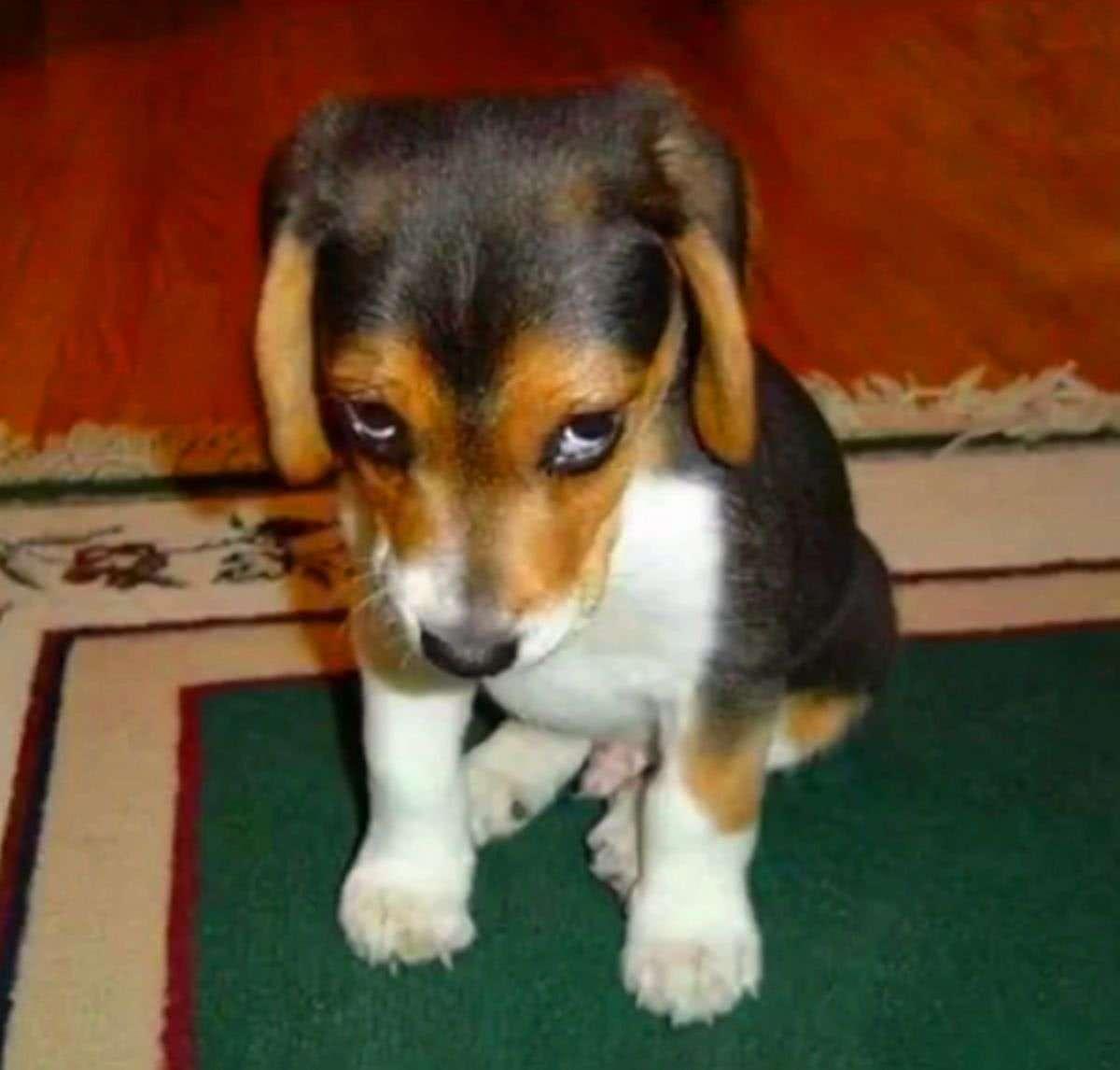 鼻子对人有多重要,鼻子对小狗鼻子会有安全感吗