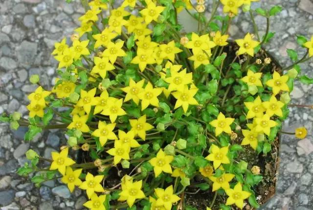 园林中适合用作地被的植物,有关植物方面的知识有哪些