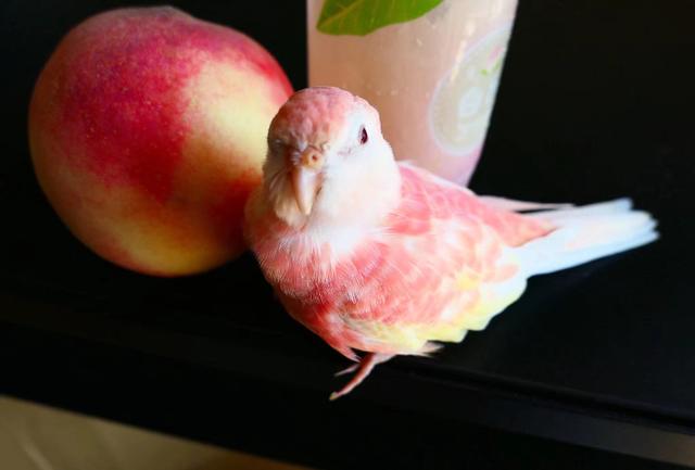 市面上罕见的鹦鹉叫什么,虎皮鹦鹉中国有野生的吗