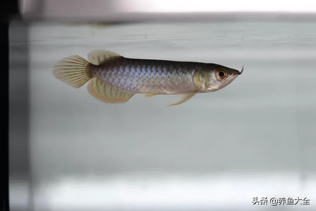 养红龙苗,养红龙如何搭配其他鱼