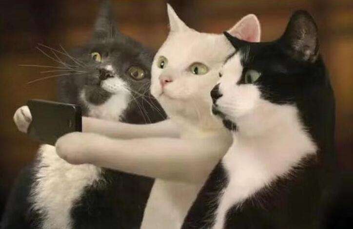 猫癣预防与治疗方法,经验分享治疗猫癣的药有哪些