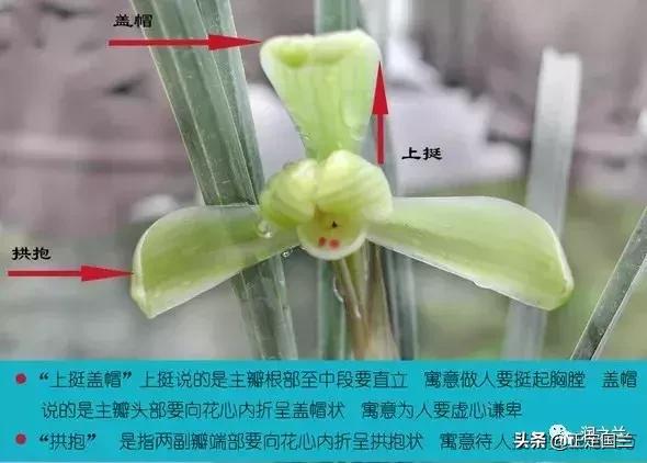 兰花知识大全100种,兰花鉴赏术语100条