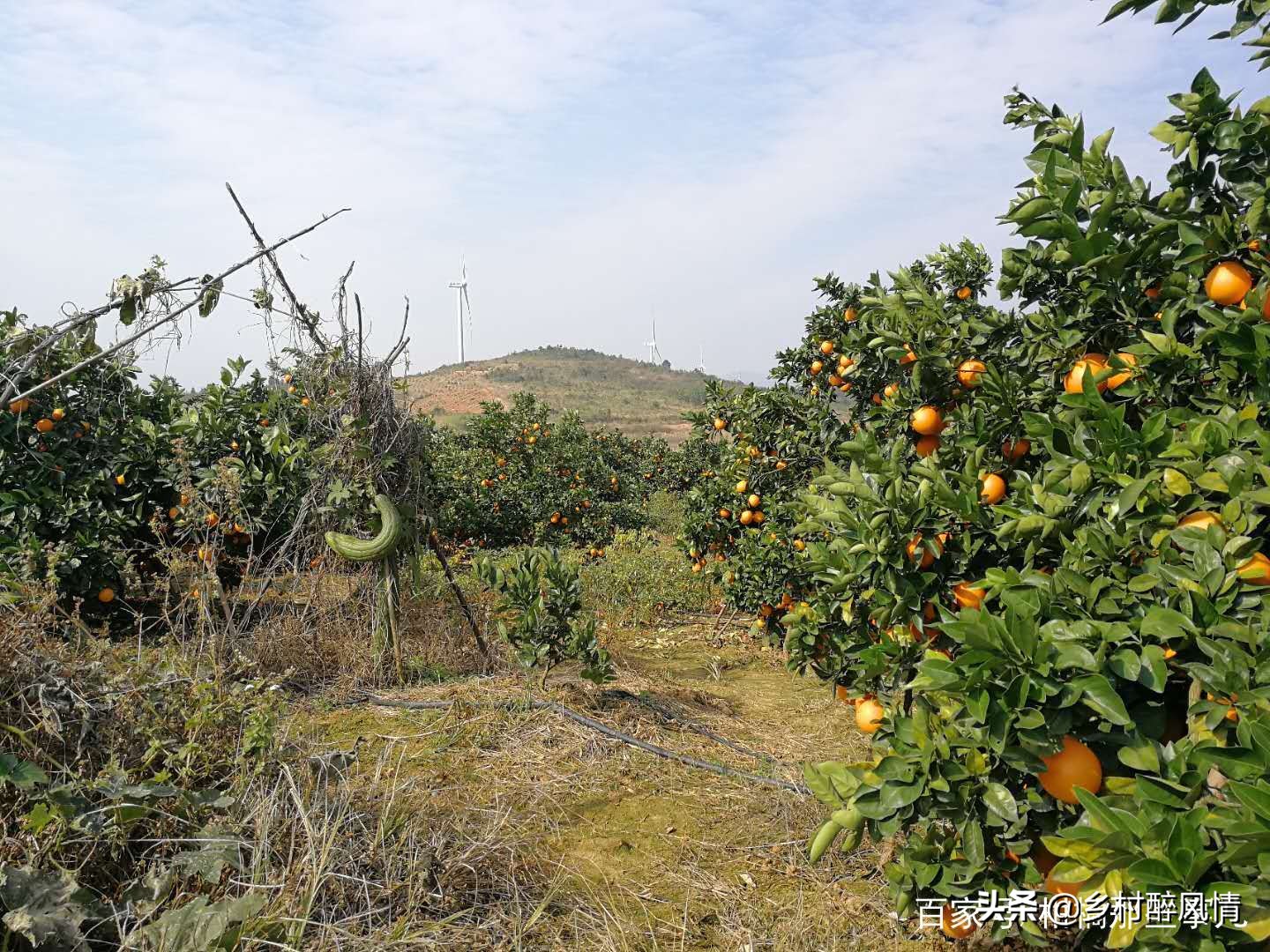 泰国红黑胶囊能治黄龙病吗,红黑胶囊治黄龙病吗