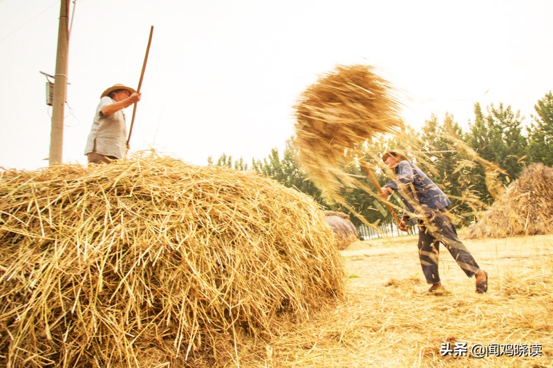 麦子熟了你还回来吗,麦子熟了还记得小时候收麦场景吗