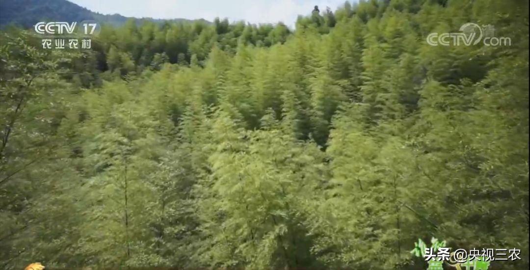 五星级大厨教你冬笋怎么没有涩味,冬笋去除涩味凉水下锅还是开水