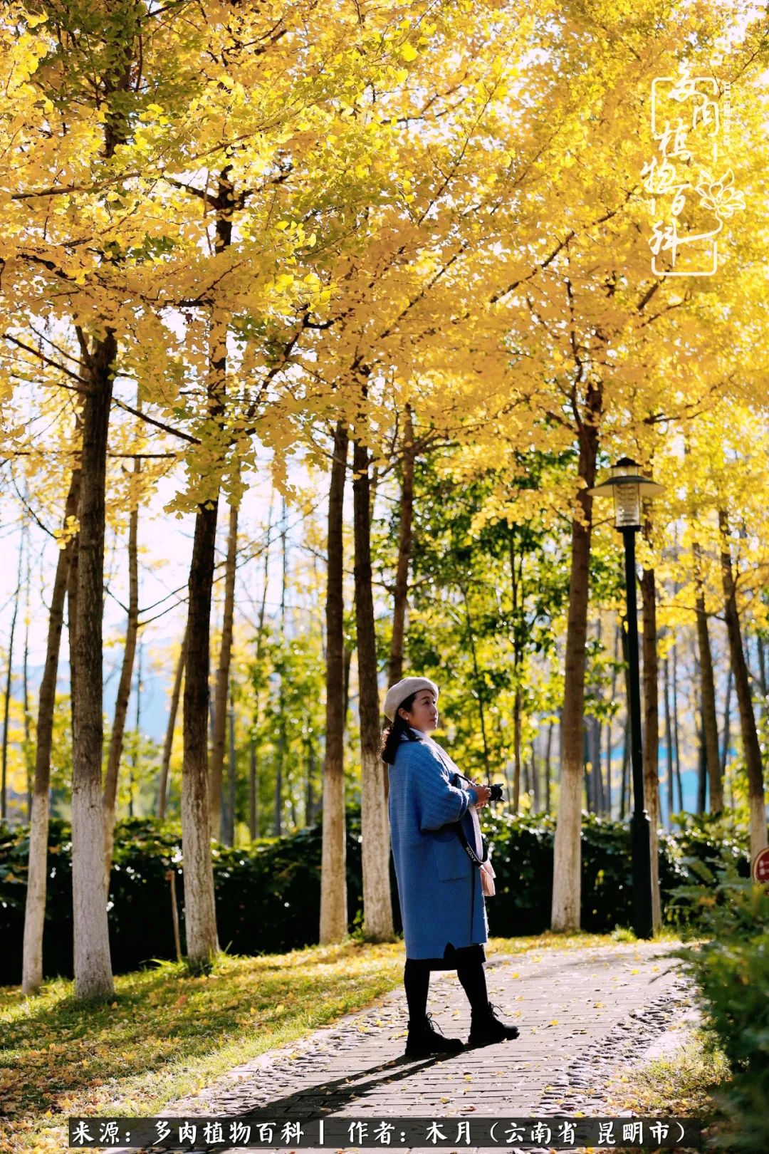 浅冬多肉，终有美好在等候