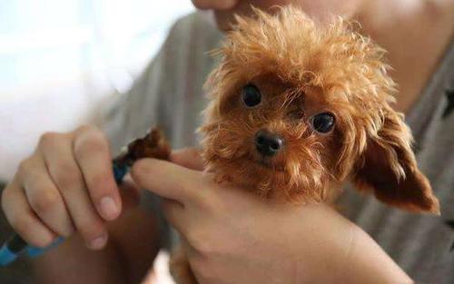 泰迪正常体重标准对照表,泰迪体重体型对照