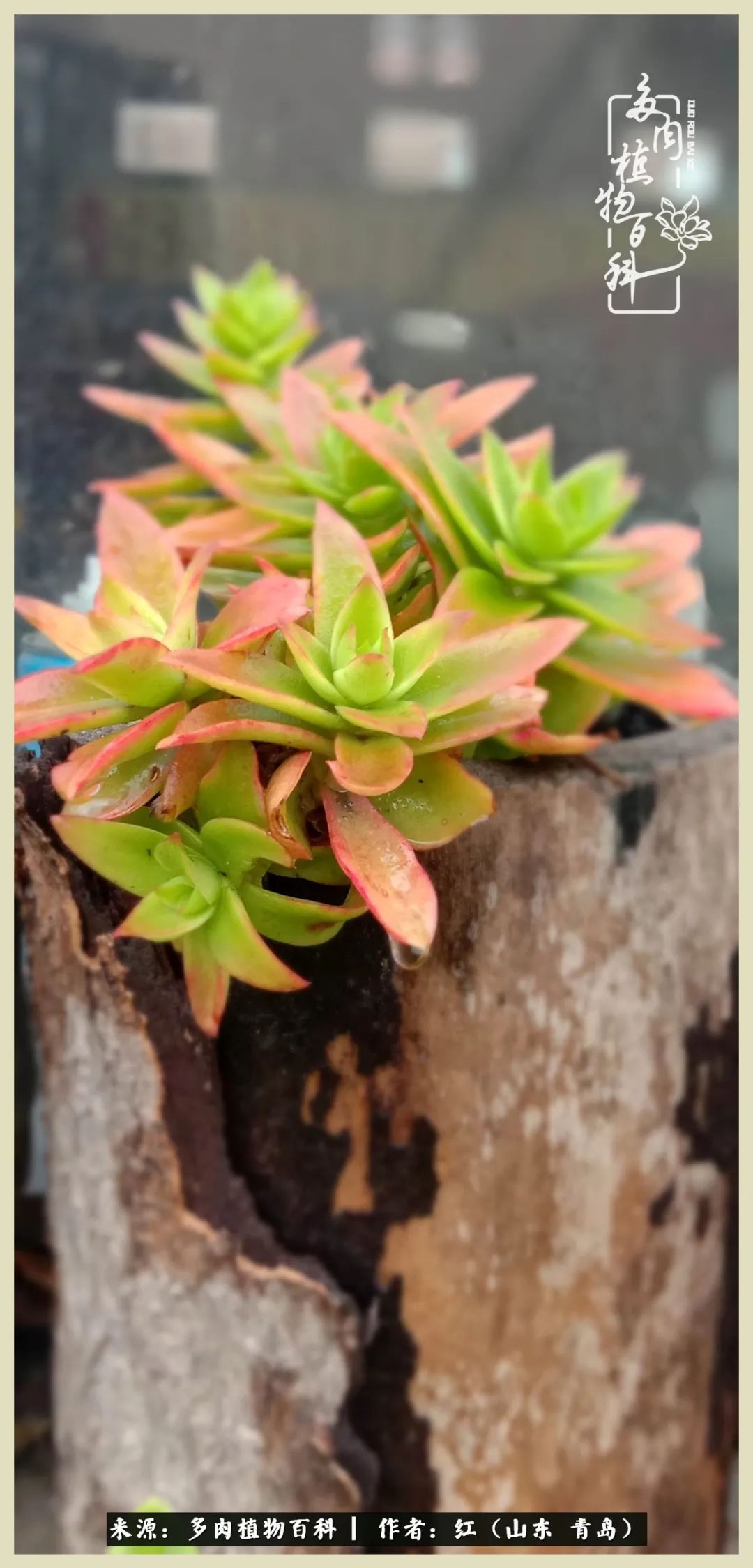 度夏多肉秋天发根,度夏坚强活下来的肉肉们