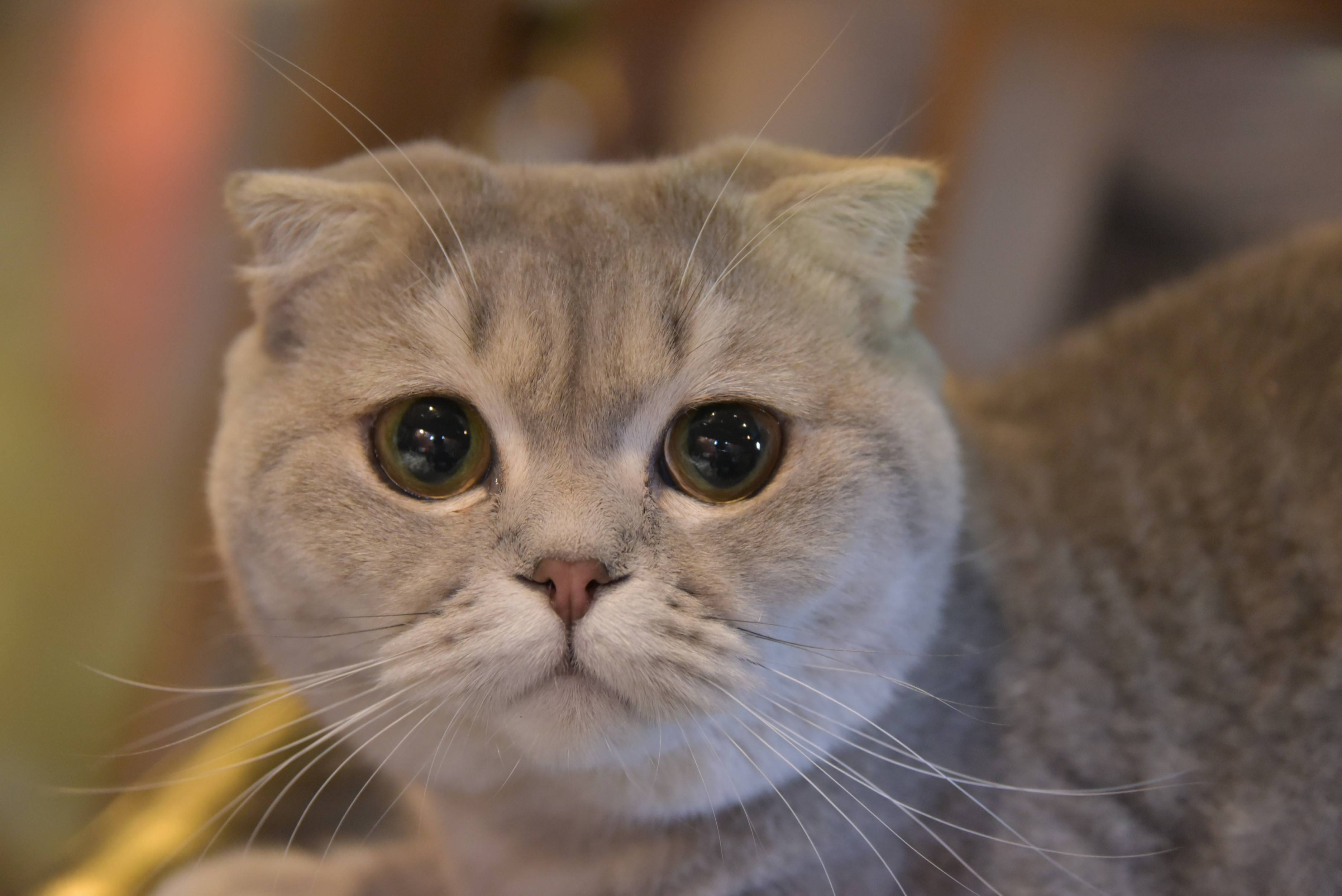 猫咪年老时常遇到的病症，爱它请给它足够的关怀