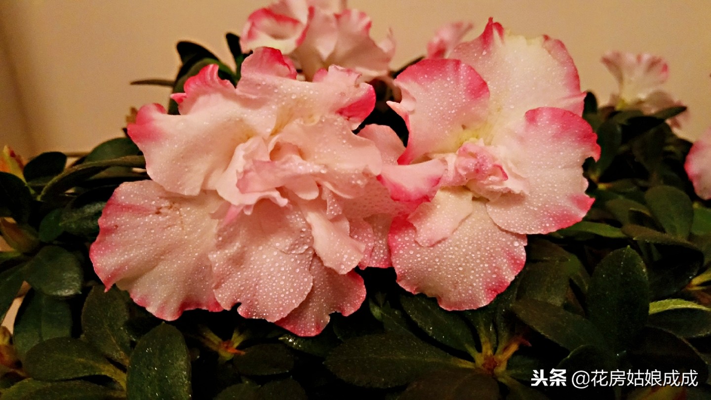 杜鹃花掉叶子怎么办,杜鹃花掉叶子严重怎么补救