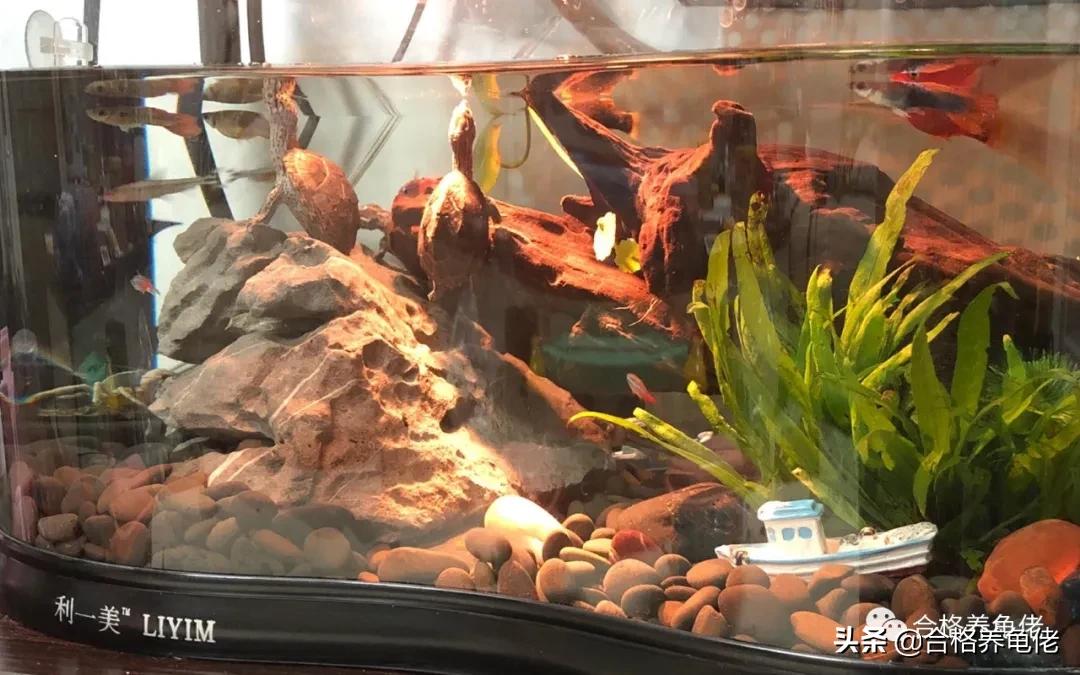 龟脖子咬伤用什么药,龟尾巴被咬伤了怎么处理