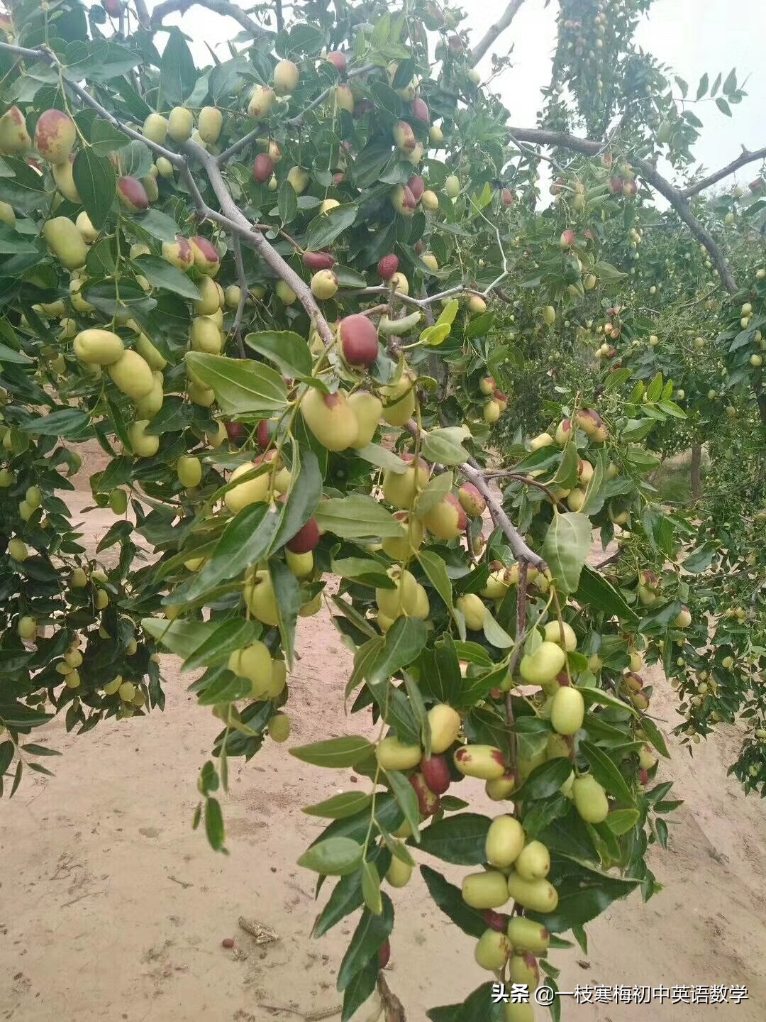 译林版八年级上册重点短语及句型,八年级上册英语重点短语句子语法