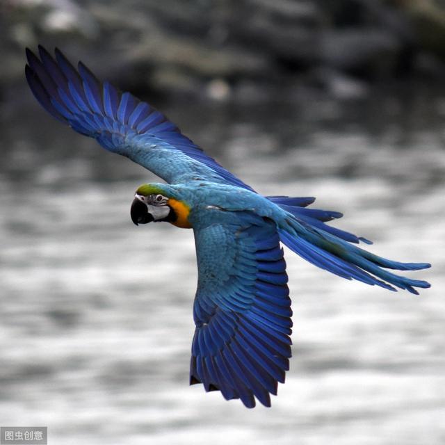 如何给鹦鹉进行放飞训练,鹦鹉怎么训练户外放飞