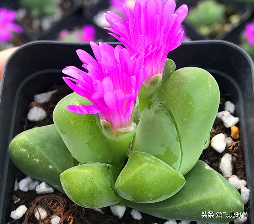 多肉哪些品种开花好看带图片,15种开花的多肉图片