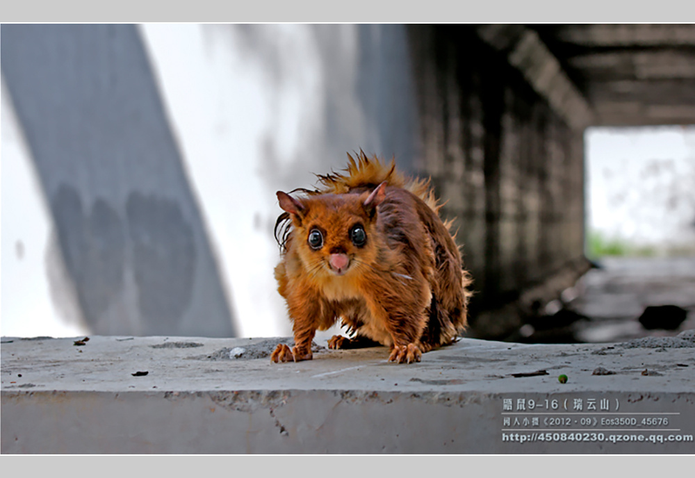 摄影飞行素材,飞鼠摄影作品欣赏
