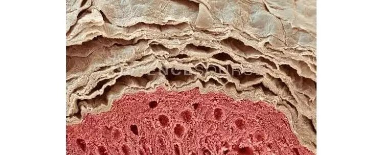 水膜保湿护理,水膜护肤正确方法