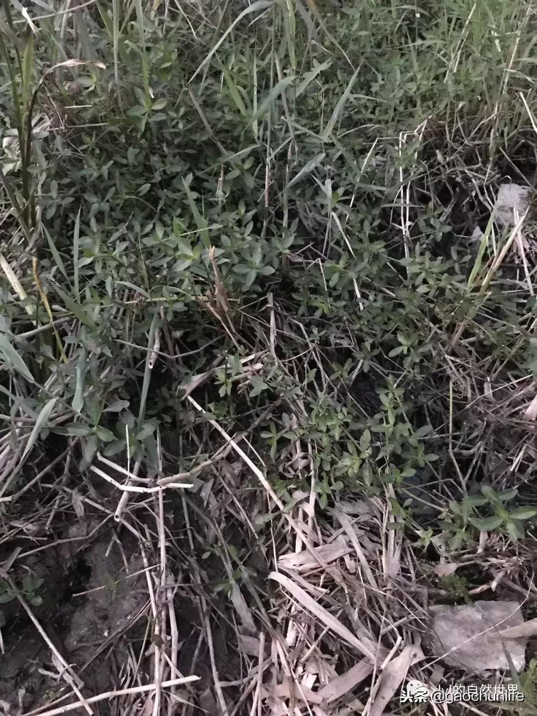 大草龟和小草龟谁好养,变异草龟和草龟的区别