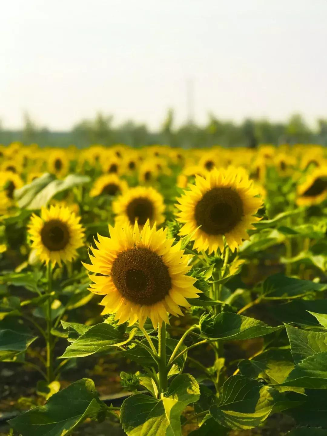 七彩花田向日葵视频,新向日葵花海视频