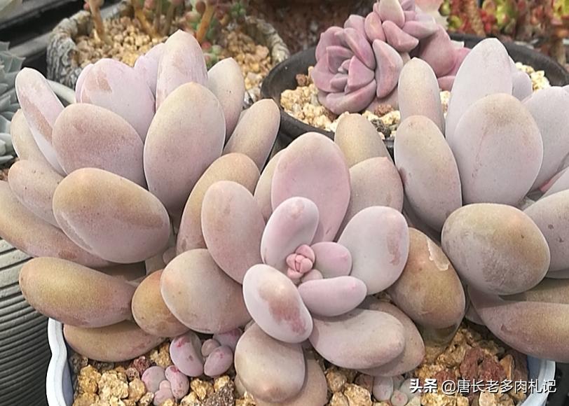 多肉叶插叶片看不到生长点,多肉叶插爆根没爆芽需要浇水吗