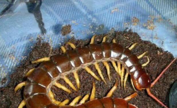 最毒的蜈蚣品种,蜈蚣最毒的是什么品种