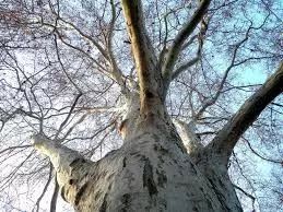 法国梧桐树转世(中英双语)