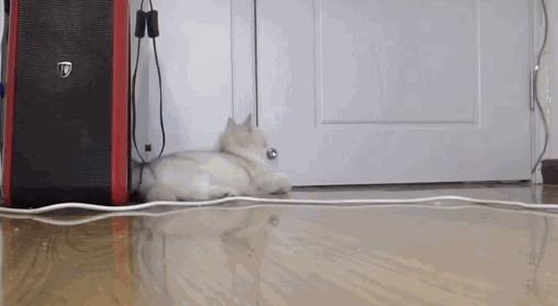 主人出门猫咪自己在家能呆几天,主人外出猫咪在家需要什么