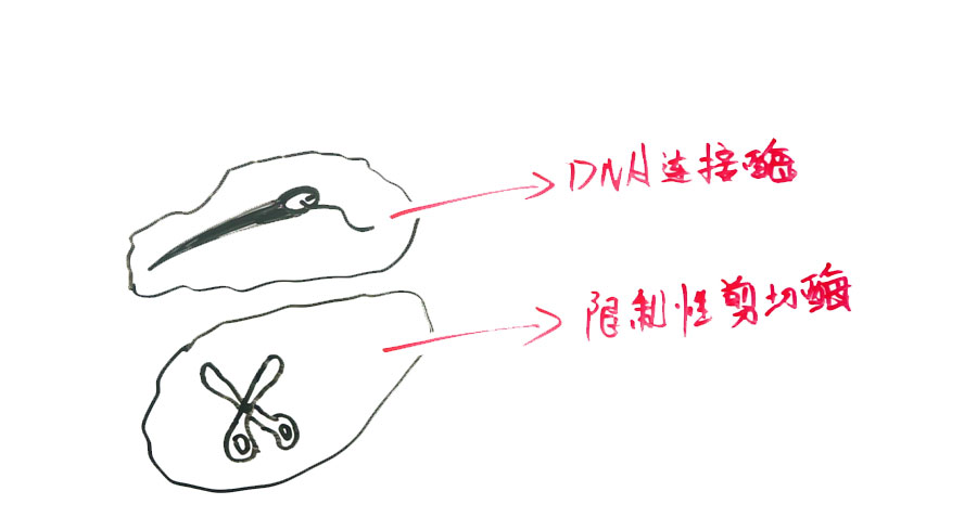 如果基因被破解会有什么后果,人类基因被破解的危害