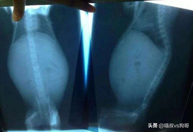 怎么预防猫咪感染猫冠状病毒,猫咪冠状病毒可以不隔离吗