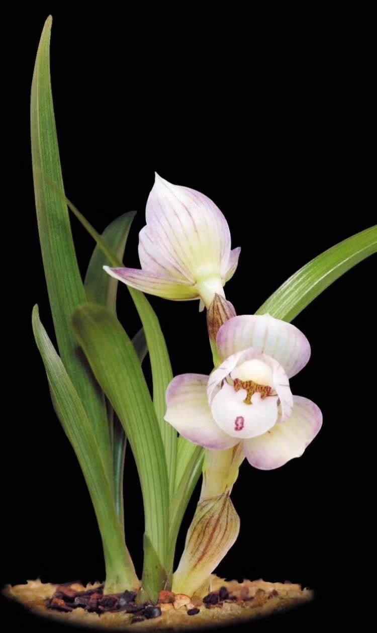 春兰荷瓣艺草名品欣赏,春兰荷瓣名品兰花价格